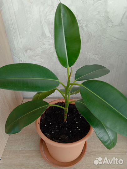 Фикус каучуконосный