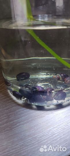 Ампулярии чернички