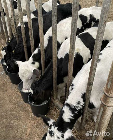 Бычки телята