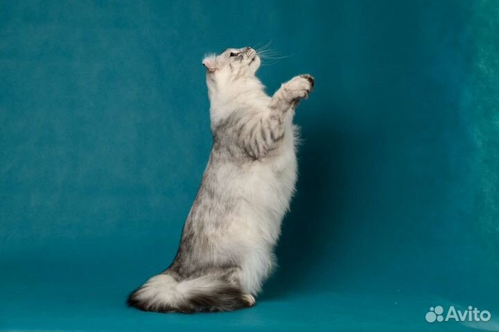 Американские кёрлы, питомник