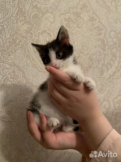 Кошка в дар бесплатно