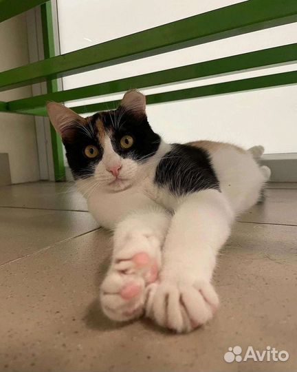 Кошка в дар