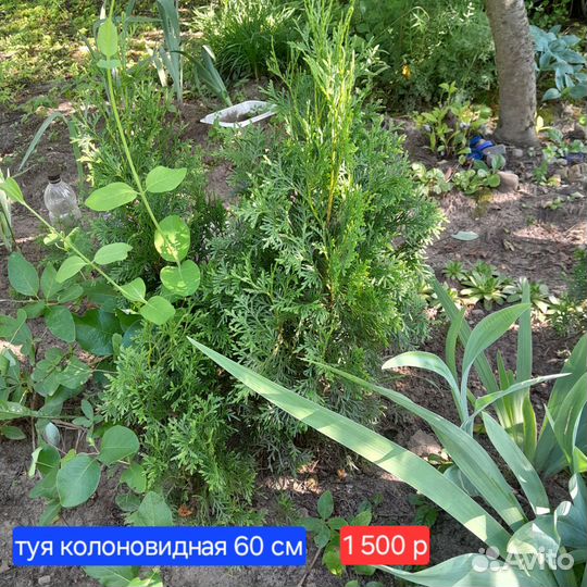 Туя колоновидная