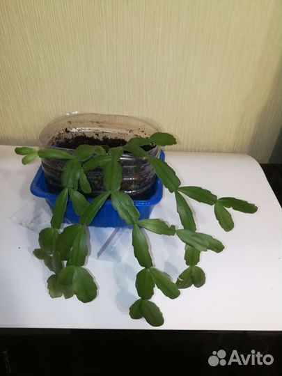 Цветок декабрист