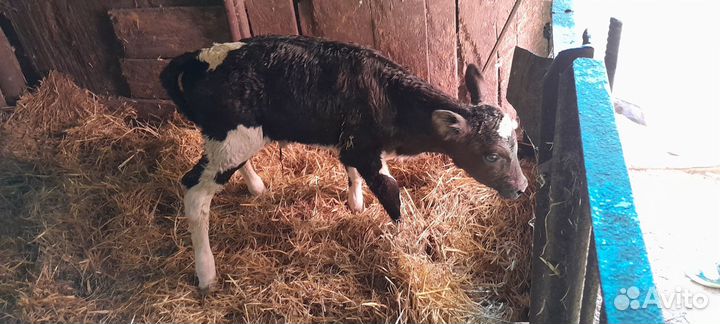 Телочка новорожденная