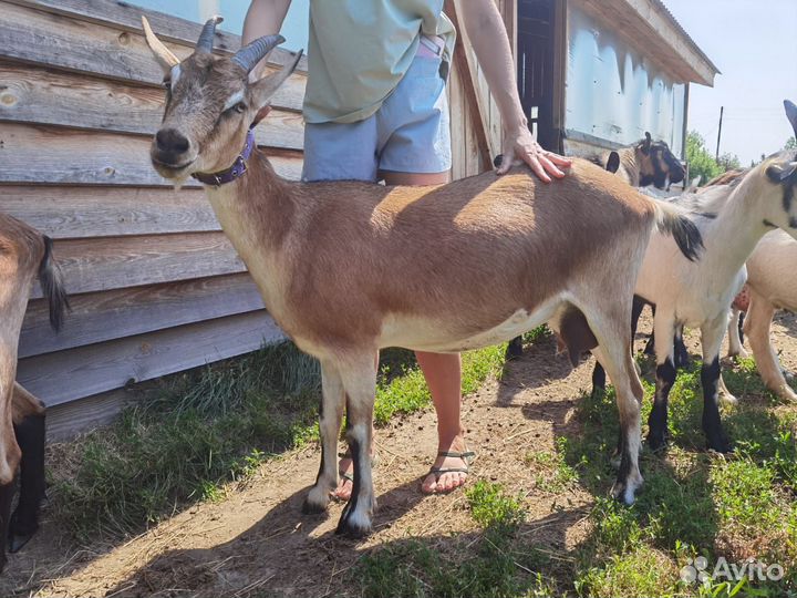 Дойные козы