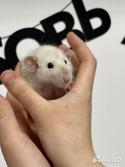 Крыса дамбо рекс