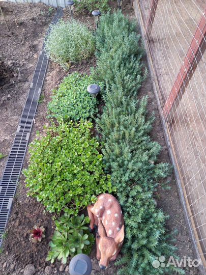 Почвопокровные растения