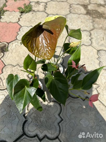 Антуриумы 3 шт