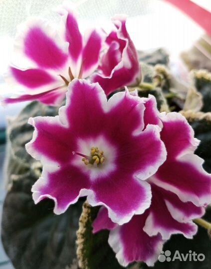 Фиалка - черенки с детками