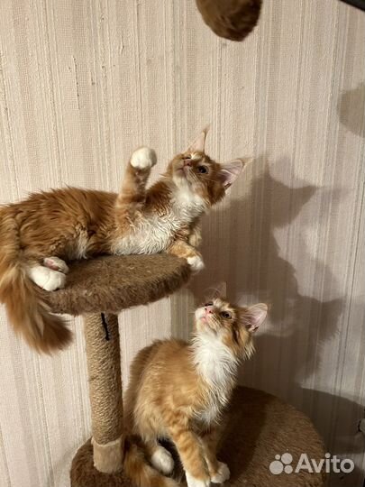 Котята мейн-кун