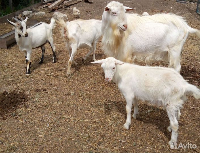 Продам козлят