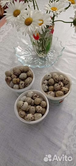 Перепелиные яйца