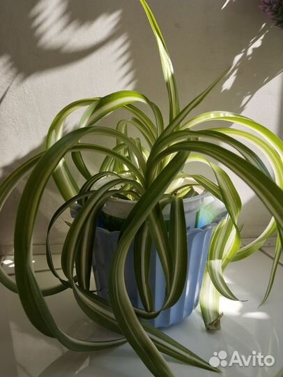 Хлорофитум