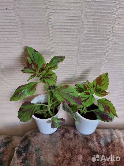 Колеусы вегетативные