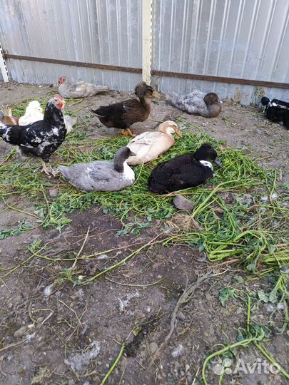 Петухи/утки/цесарки/гуси
