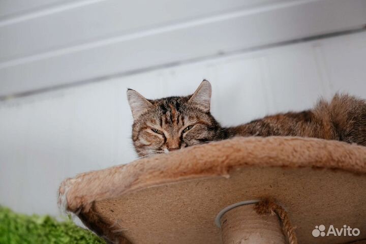 Кошка Бетти ищет дом