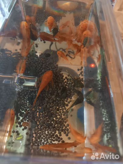 Анциструс (подростки)