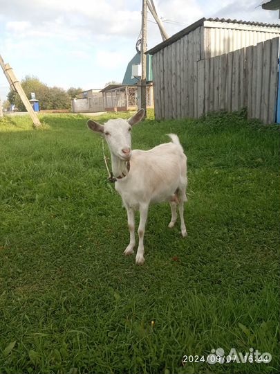 Продается коза