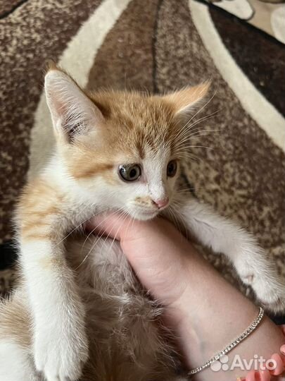 Котенок в добрые руки