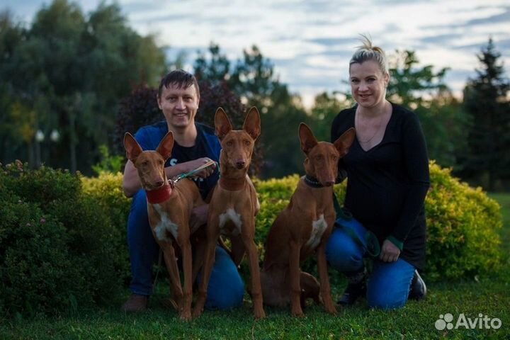 Фараонова собака