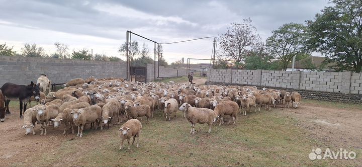 Овцы бараны