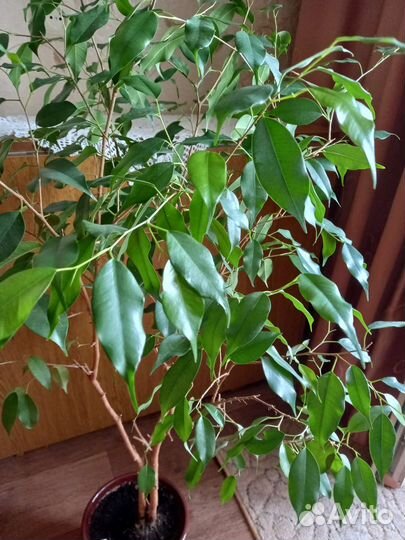 Фикус бенджамина пестролистный