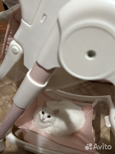 Отдам кошку в добрые руки