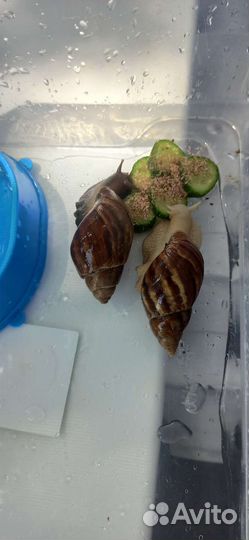 Улитки ахатины