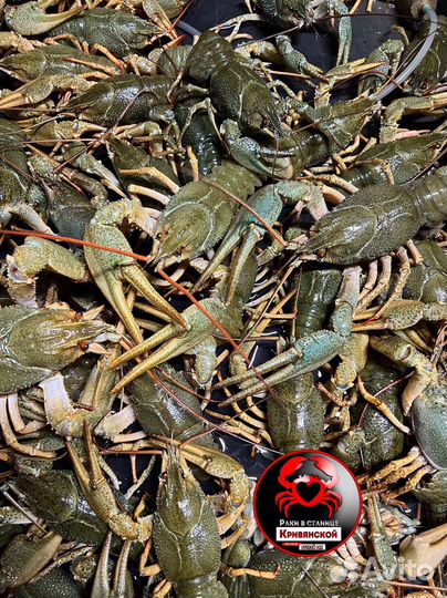 Речные раки