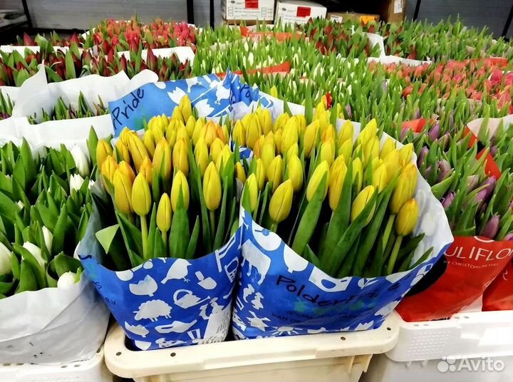 Тюльпаны опт от 500 шт