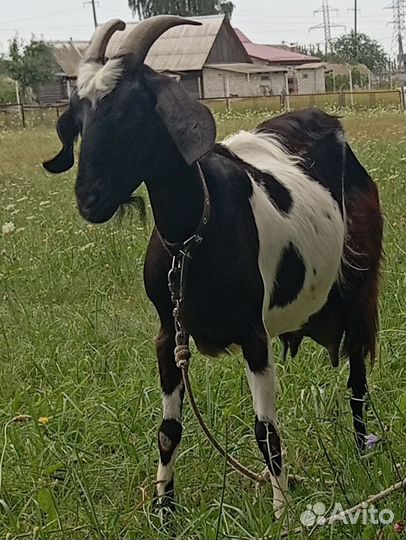 Молодая коза