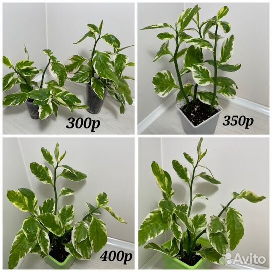 Педилантусы сортовые