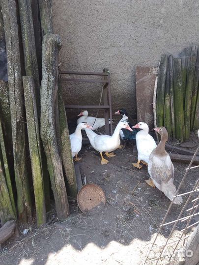 Мускусные индоутята