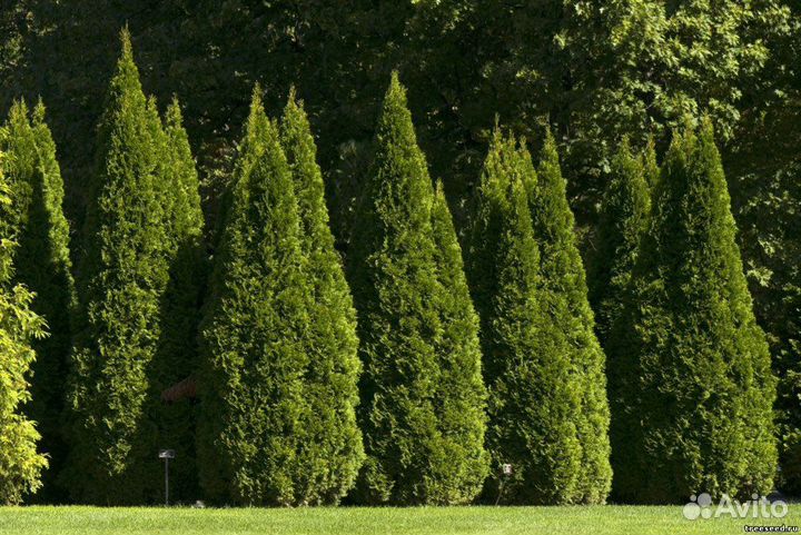 Туя разные виды, морозостойкие, семена