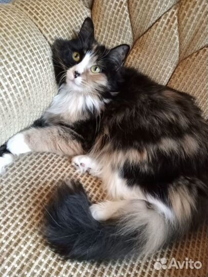 Трехцветная красотка в поисках дома