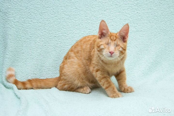 Сантана - слепой ласковый рыжий котик
