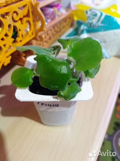 Фиалки детки Оскар и Гриня