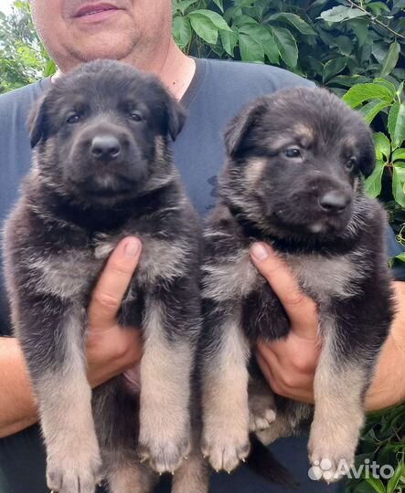 Алиментный щенок вео