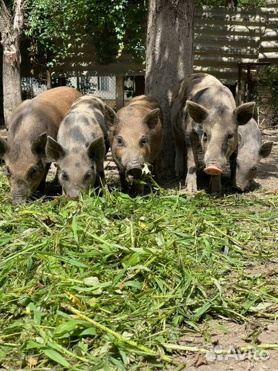Поросята на мясо