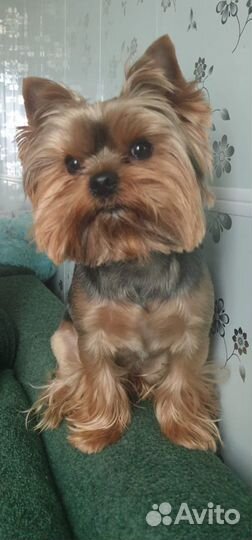 Щенки йорка мини