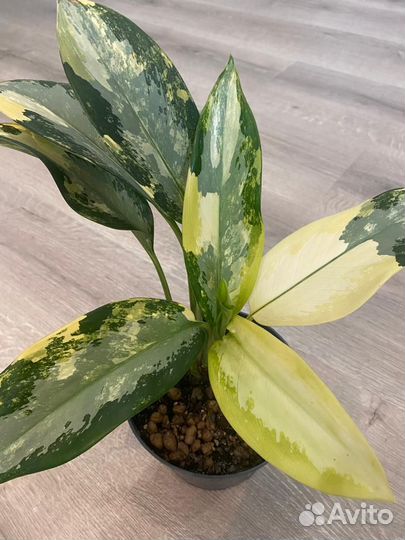 Аглаонема тайская suvarnabhumi