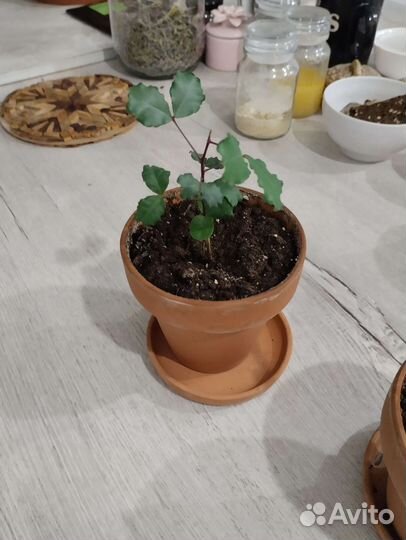 Рожковое дерево из Турции саженец