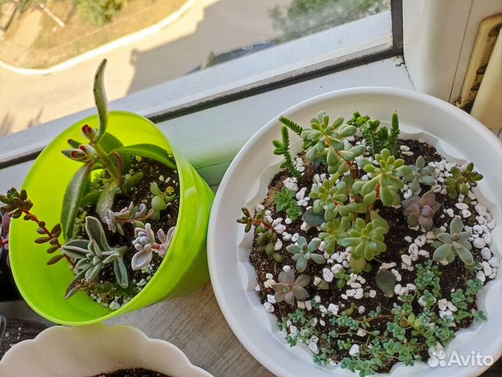 Суккуленты, Каменная роза