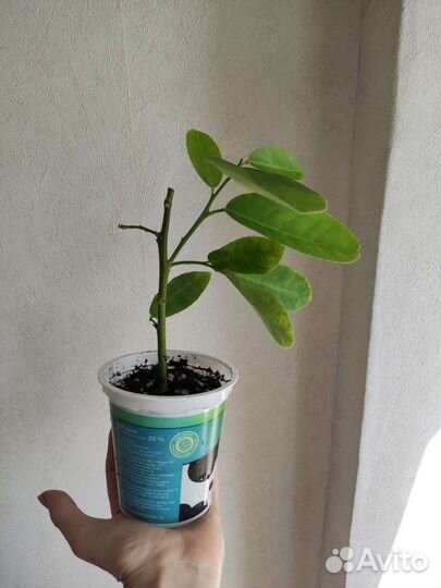 Лимон Мейера