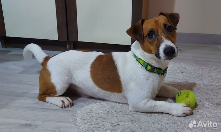 Вязка джек Рассел терьер