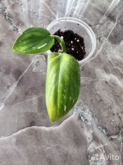 Филодендрон белая кобра