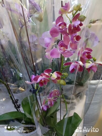 Орхидея трилипс