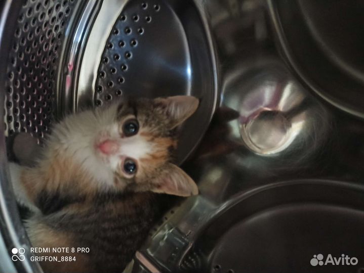 Кошки в добрые руки