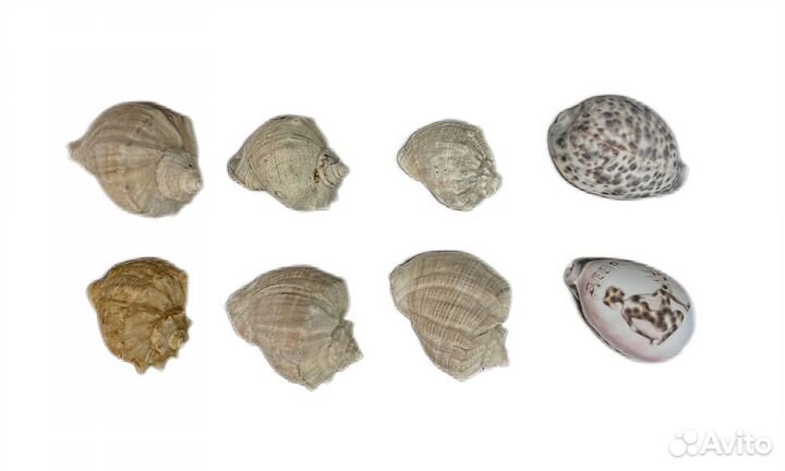 Ракушки 8 штук (за все)